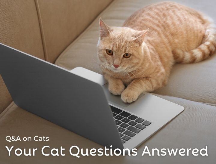 Q&A on Cats: Your Curious Cat Questions Answered