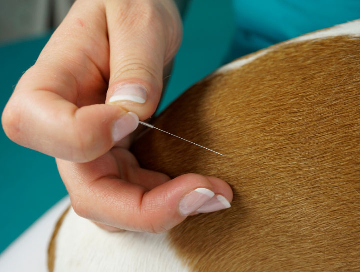 Acupuncture for Pets in Kiel