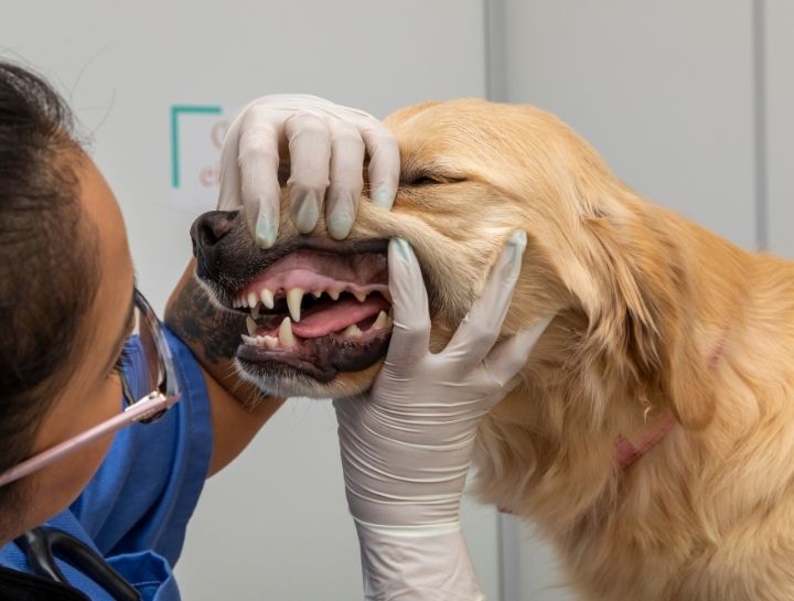 Kiel Pet Dentist