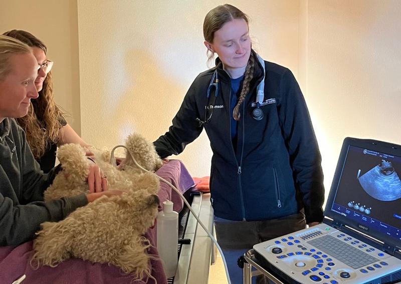 Carousel Slide 4: Kiel Veterinary Ultrasound