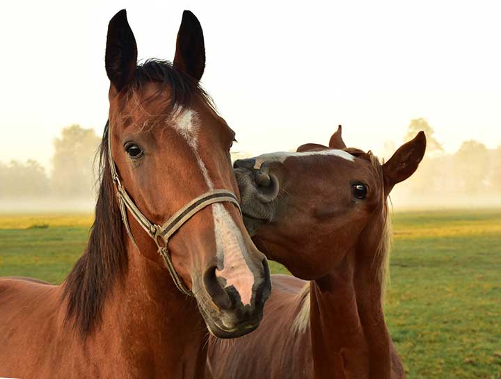 Equine Care